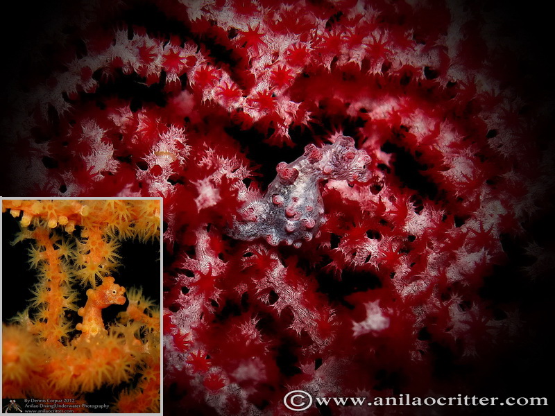 Scuba Dive in Anilao - Underwater Macro Photography, Anilao Muck dive